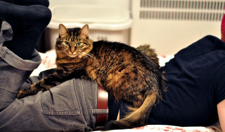 El gato está tumbado sobre los pies de su dueño