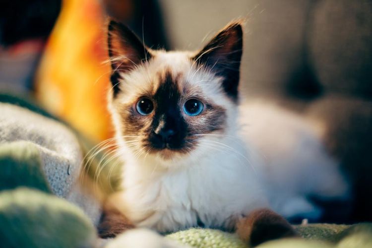 Gato de ojos azules