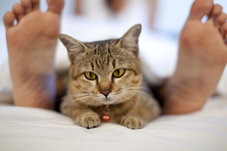 El gato duerme a los pies del dueño