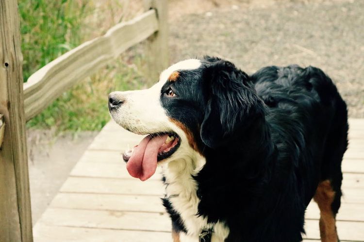 Perro con la lengua fuera