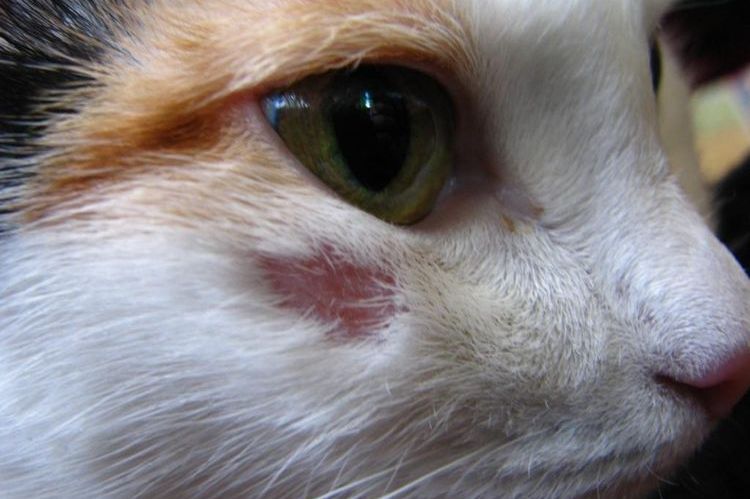 Liquen en el gato
