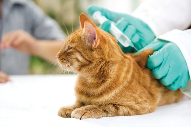 Vacunación del gato
