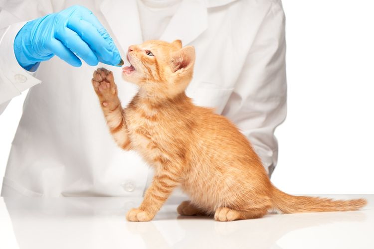 El veterinario administra el medicamento al gatito