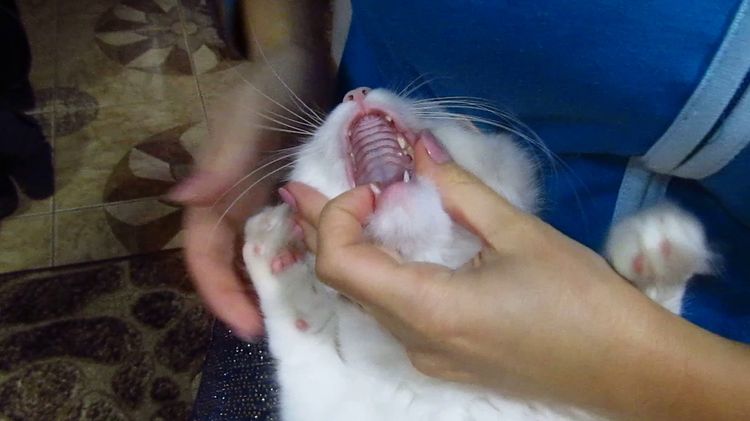 Cómo abrir forzosamente la boca a un gato