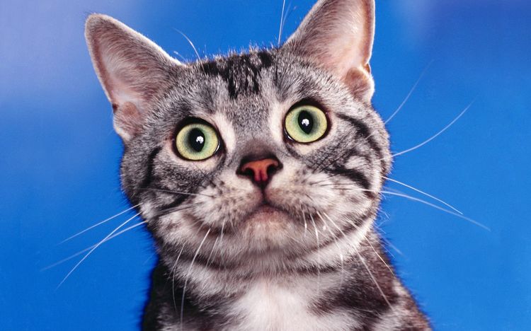 Gato sorprendido
