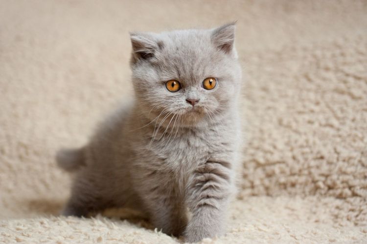 Gatito lindo