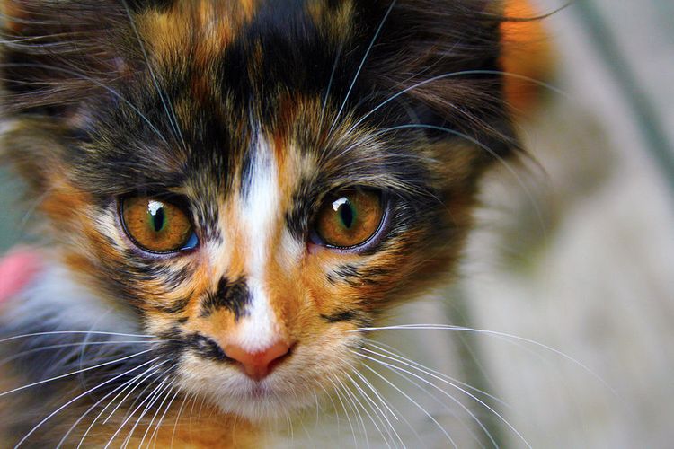 Gata tricolor
