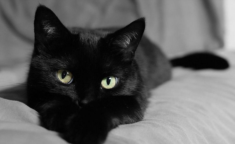 La gata negra está tumbada en el sofá