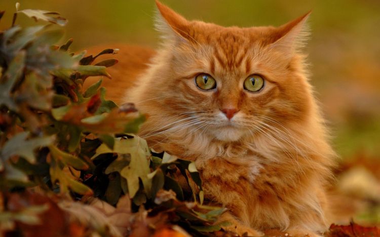 Hermoso gato pelirrojo