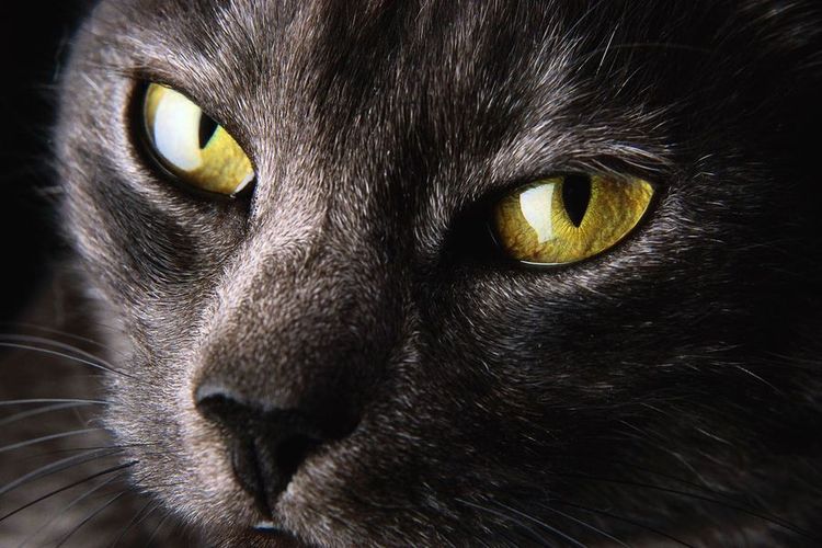 Gato con ojos verdes