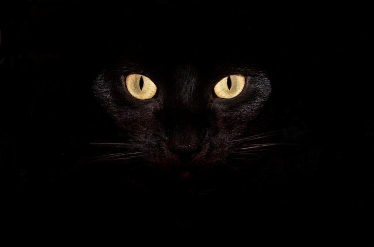 Gata negra