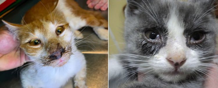 Síntomas de la rinotraqueítis en gatos