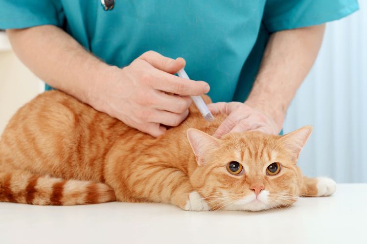 Se le aplica la vacuna al gato.