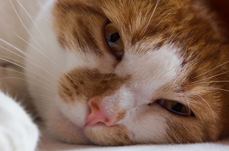 Rinotraqueítis en gatos