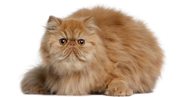 Gato persa