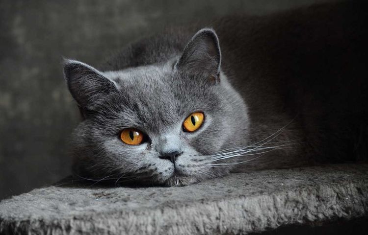 Gato británico
