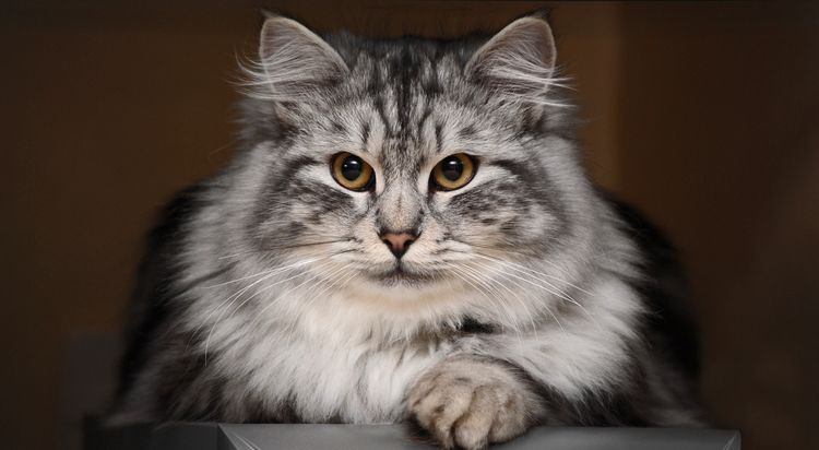 Siberiano