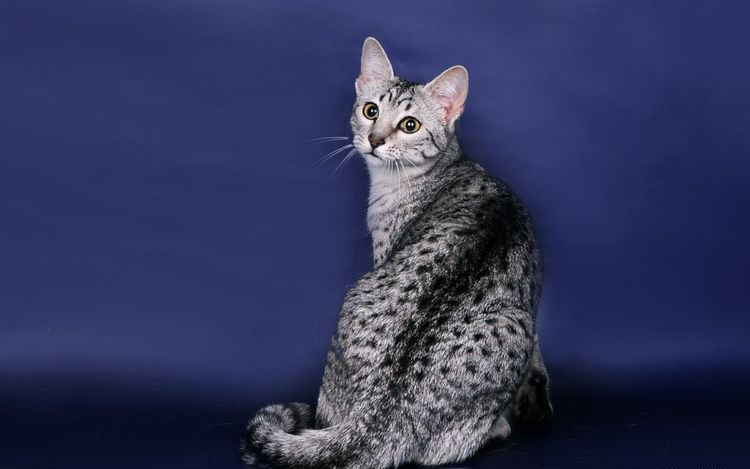 Mau egipcio
