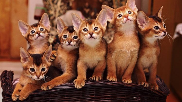 Gatitos abisinios