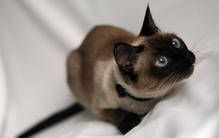 Gato siamés
