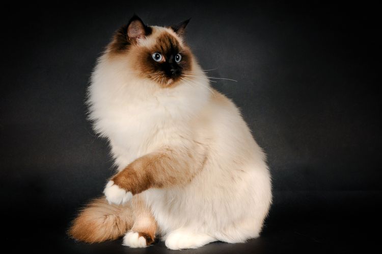 Niedlicher Ragdoll