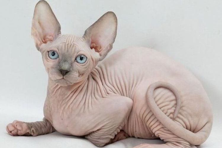 Kanadische Sphinx