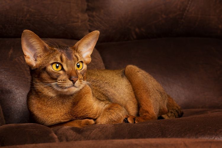 Abessinierkatze