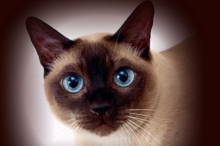 Süße Siamkatze