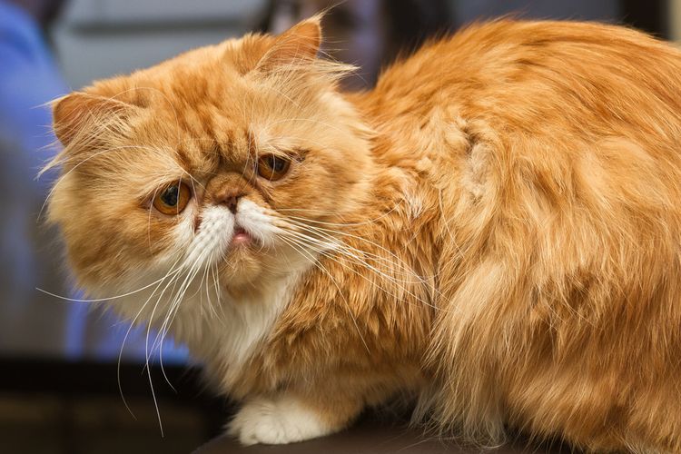 Niedlicher roter Perserkater