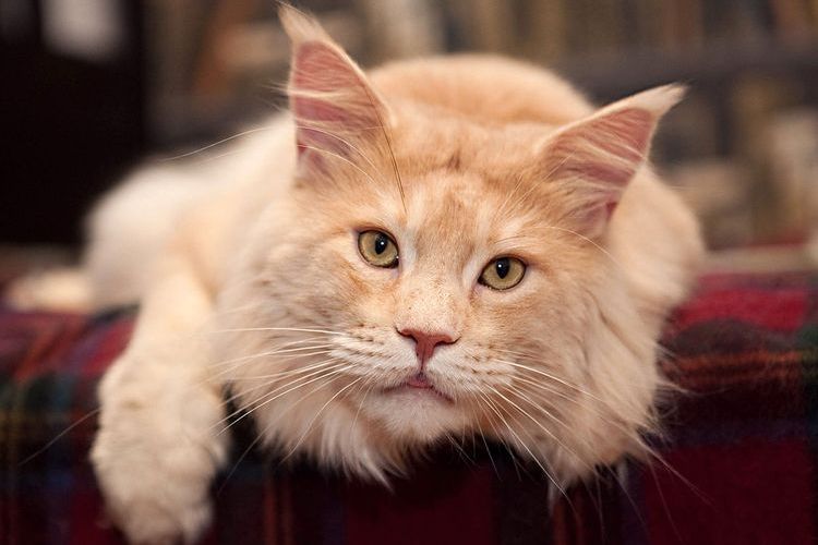 Maine-Coon