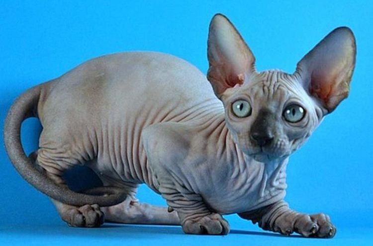 Bambino-Kater
