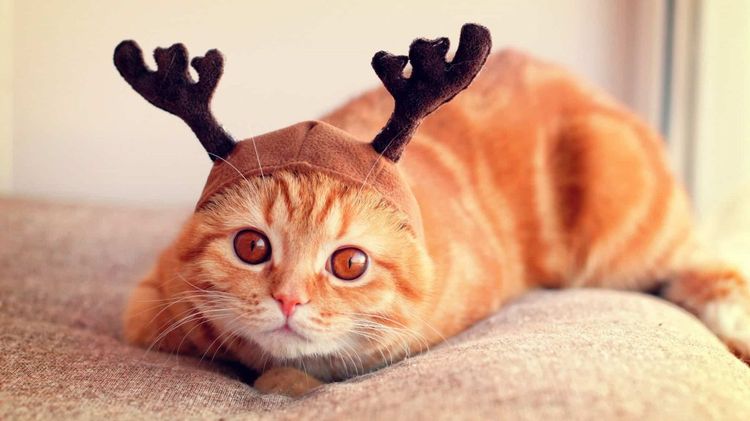 Schottische Faltohrkatze
