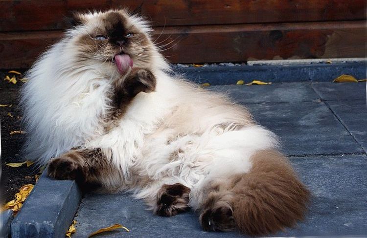 Himalaya-Katze