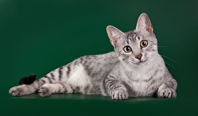 Ägyptische Mau