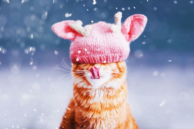 Süßer Kater in rosa Mütze