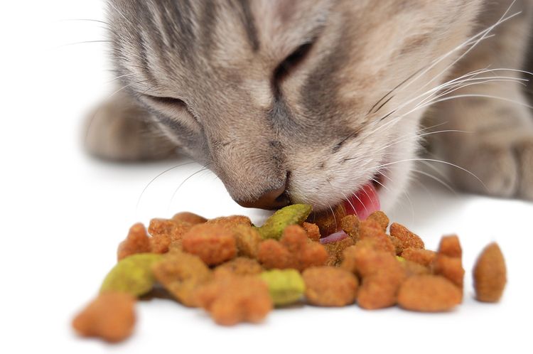La gata come
