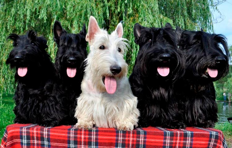 perros de la raza Scottish Terrier