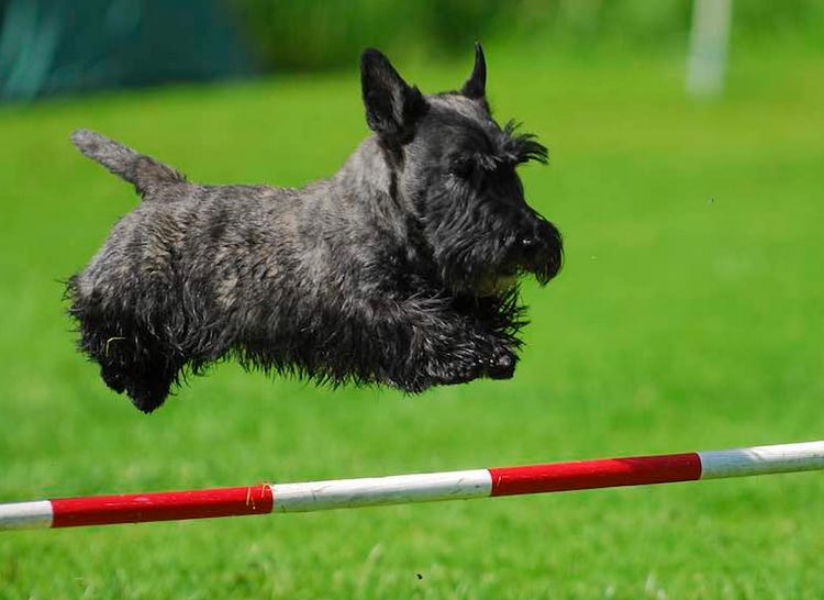 Agility del Scottish Terrier