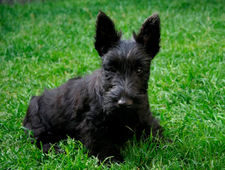 Cachorro de Scottish Terrier