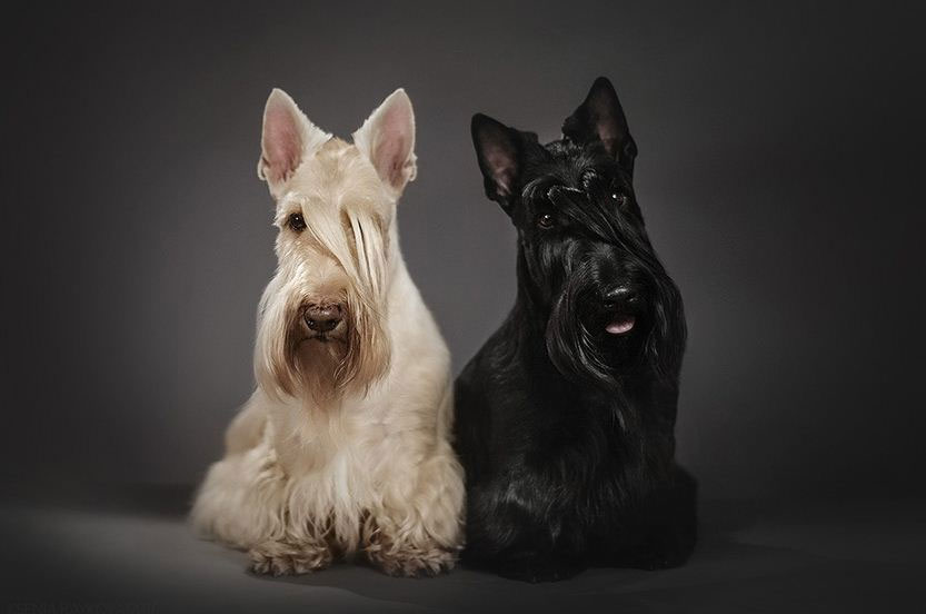Scottish Terrier (Terrier escocés)