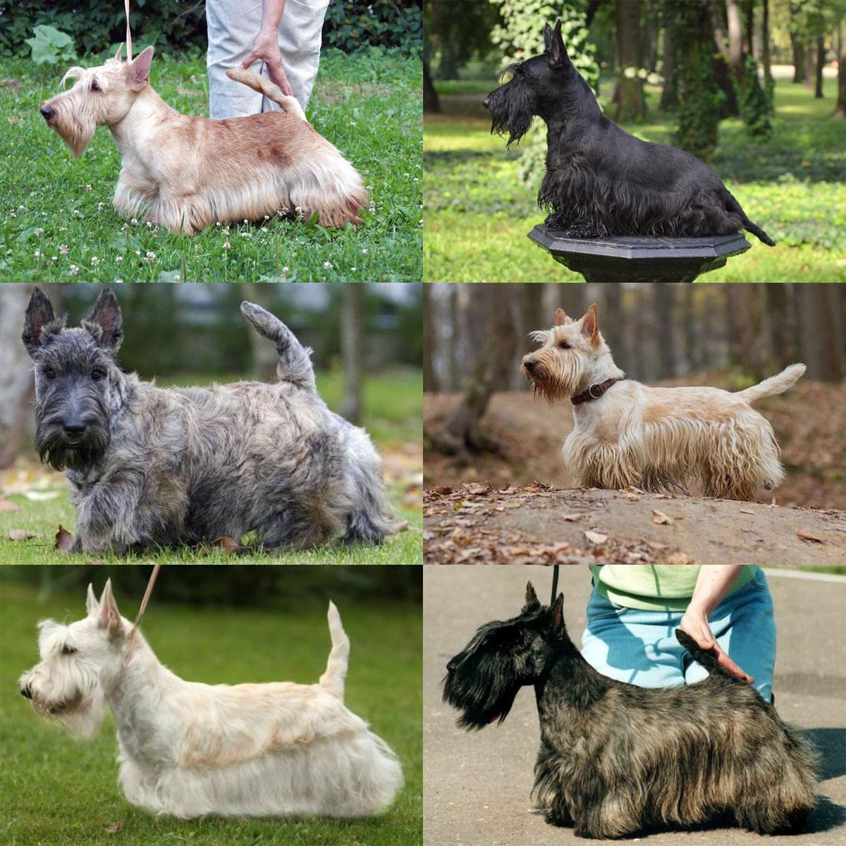 Color de la raza Scottish Terrier