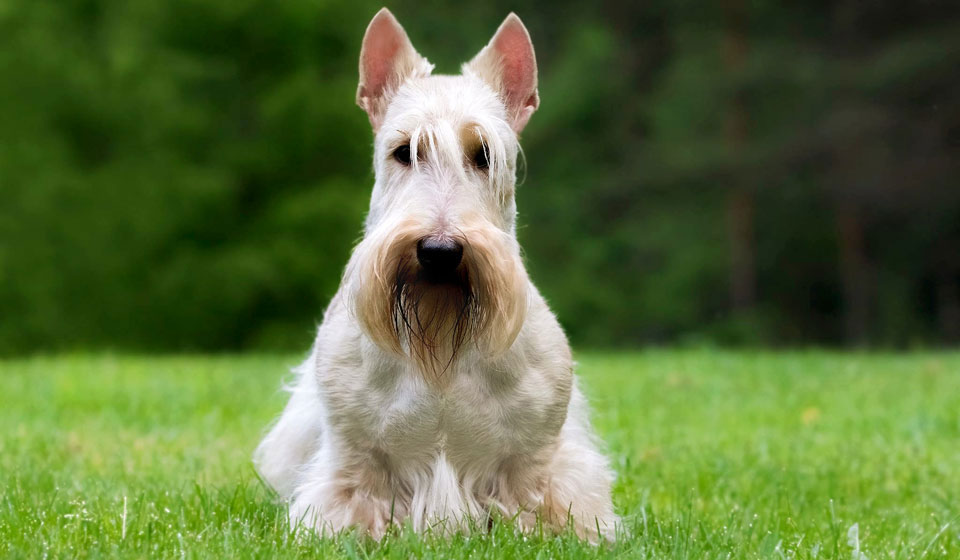 Scottish Terrier blanco