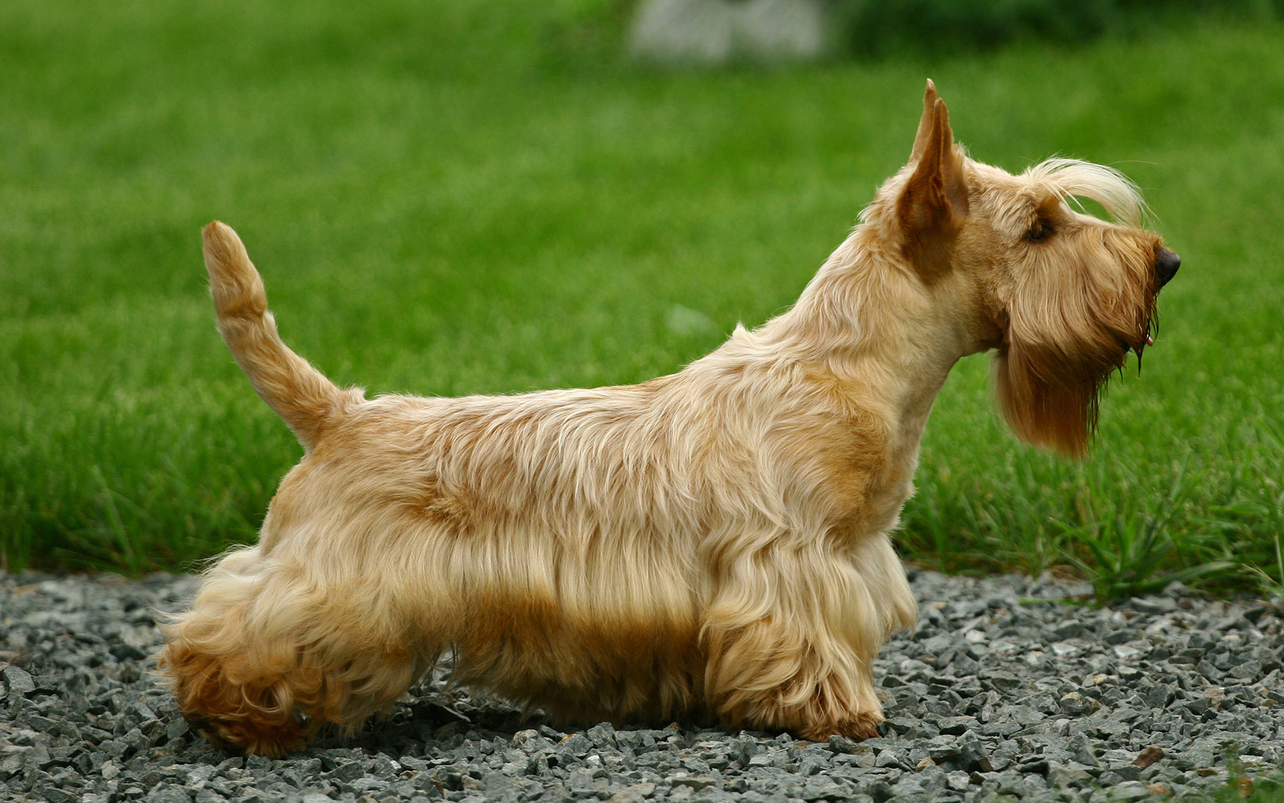 Cuidado del Scottish Terrier