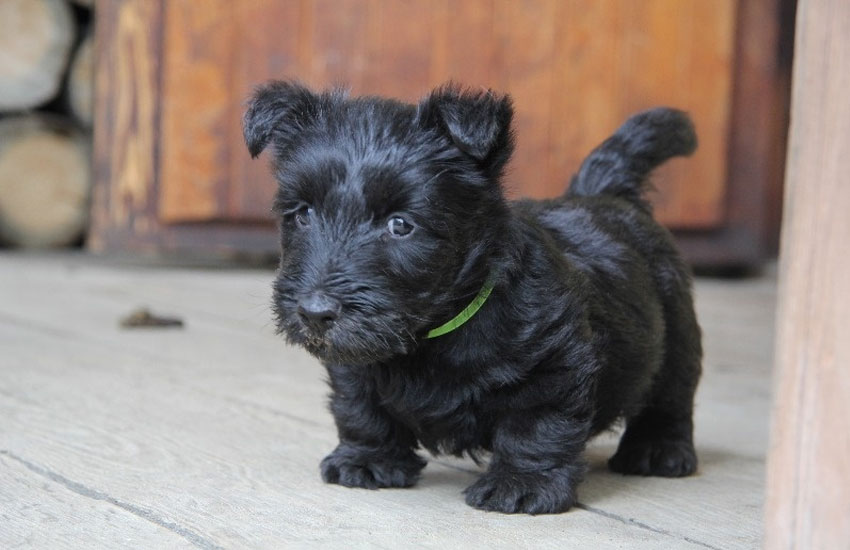 Cachorro de raza Scottish Terrier