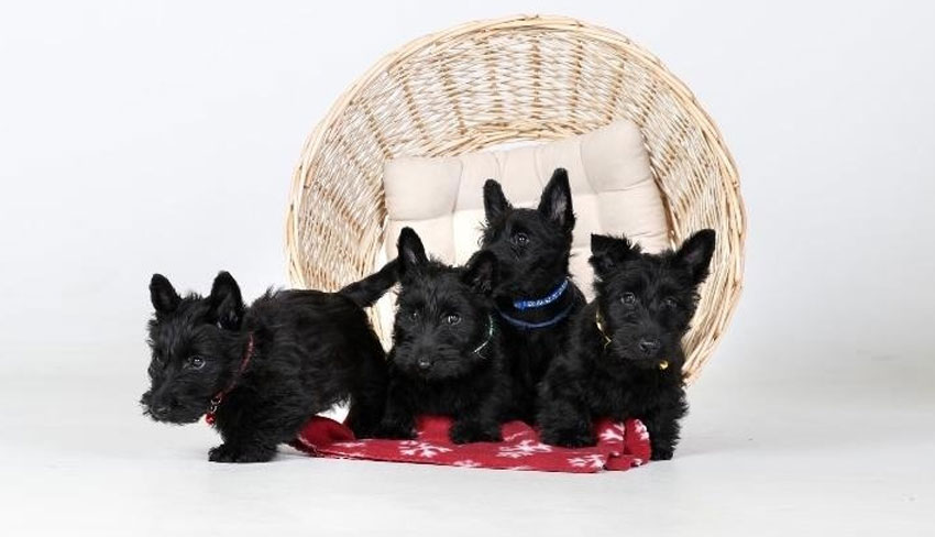 Cachorros de Scottish Terrier