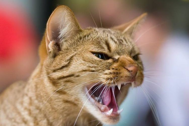 Gata estresada