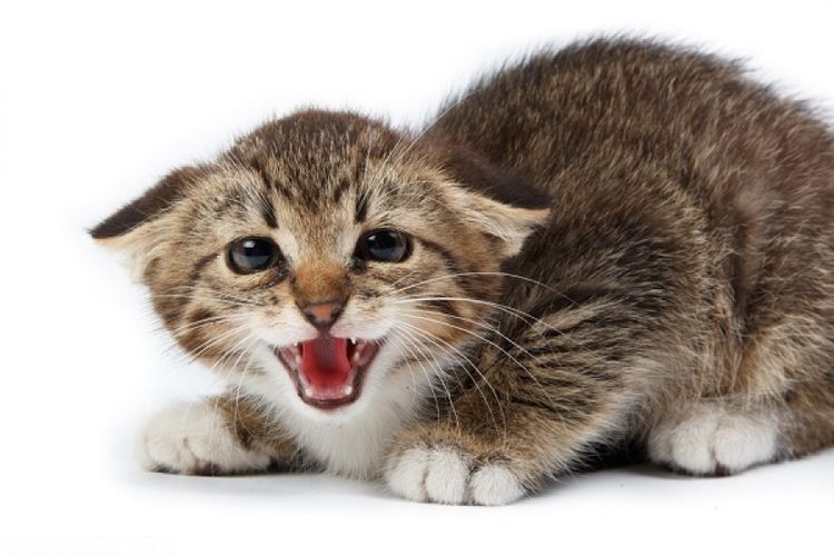 Gata estresada