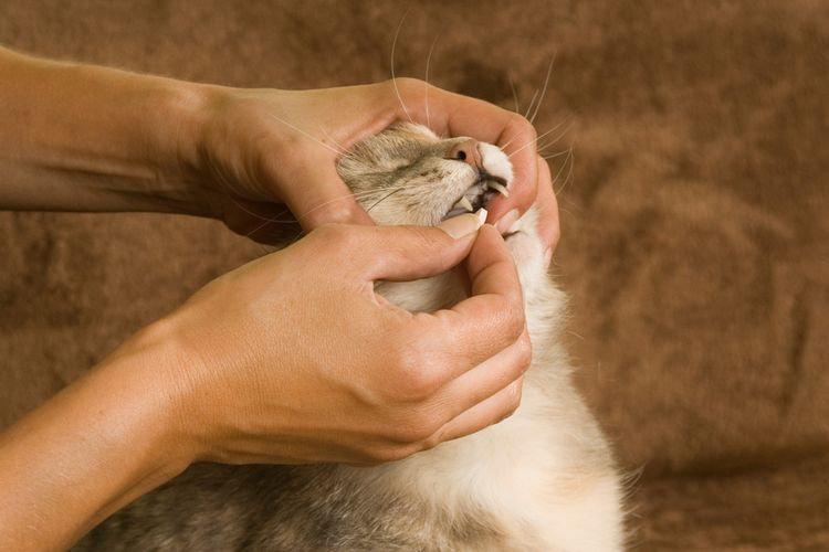 Cómo administrar una tableta a un gato