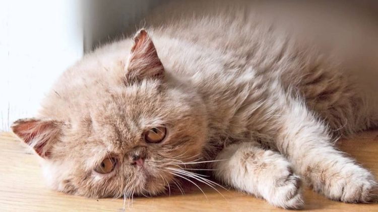 Apatía en el gato