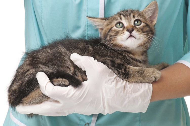 Gatito en brazos del veterinario